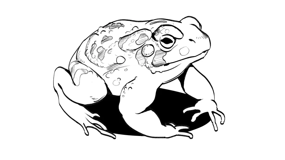 06 | Toads