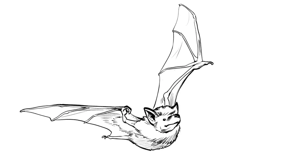 07 | Bats